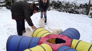 Kuvasz Welpen im Schnee [upl. by Eednas]