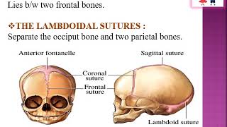 fetal skull  definition bones sutures fontanelles  land marks Diameters bsc nursing OBG [upl. by Terpstra651]