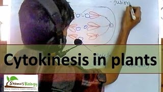 Cytokinesis in plant cell [upl. by Colligan]