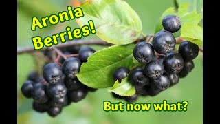 Aronia Berries Longterm Preservation and Recipes [upl. by Uis]