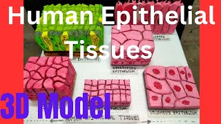 How To Make 3D Model Of Human Epithelial Tissues ।। School Project Work ।।sotaaartdesign9897 [upl. by Jason]