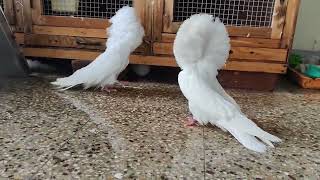 Presenting a magnificent pair of white Jacobins with exceptional feather structure [upl. by Afnin]