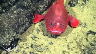 Fishing in the deep observations of a deepsea anglerfish [upl. by Asilanna510]