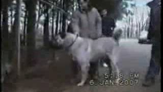 Worlds Strongest Fighter Dog  The Kurdish Kangal [upl. by Flo]