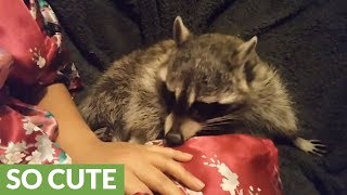 Raccoon refuses to let owner stop petting her [upl. by Naillij79]