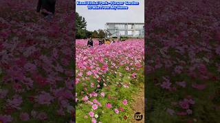 Kasai Rinkai Park  Flower Garden  10 Min From My Home youtubeshorts shortvideo shorts [upl. by Yelekalb]