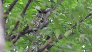 Birding in the Western Ghats of INDIA Part one [upl. by Herstein]