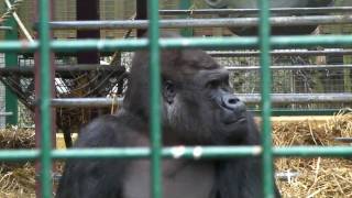 Kifu the Silverback Climbing Enclosure  Howletts Wild Animal Park Kent UK  2010 Gorilla [upl. by Sasnak]