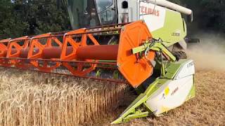 Triticale Dreschen  Claas Lexion 650  Claas  Krampe [upl. by Daren]