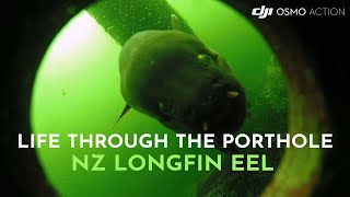 Life Through the Porthole  NZ Longfin Eel in its Natural Habitat [upl. by Cindie]