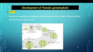 Development of female gametophyte in marathi12 boards [upl. by Chae54]