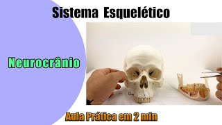 Ossos do neurocrânio  Aula Prática  Anatomia Humana [upl. by Riella524]