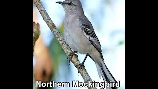 Northern Mockingbird Singing [upl. by Eiggam]