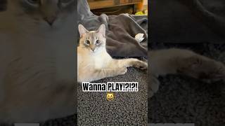 My Cat Fetches 😍🐱 Nony cats catshorts pets petlover [upl. by Hasile785]