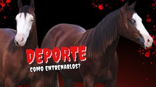 CABALLOS y Deporte Los Mejores Consejos para Entrenarlos [upl. by Leizo]