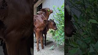 cow youtubeshorts viralvideo animals bigcow shorts [upl. by Annnora]