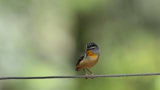 ホウセキドリ（Spotted Pardalote）のドアップ動画 [upl. by Alletsyrc849]