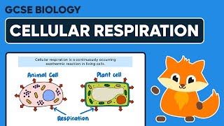 Cellular Respiration  GCSE Biology [upl. by Maxim]