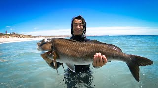 The BIGGEST Dusky Morwong Ever [upl. by Eileen]