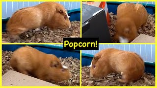 Guinea pig morning antics  popcorning and zoomies [upl. by Ueihtam961]