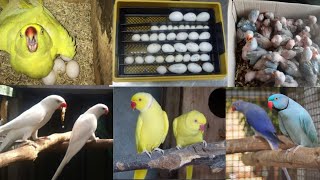 White ringneck parrot Raw parrot [upl. by Tisman788]