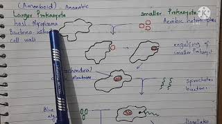 Endosymbiotic Hypothesis of Evolution of Eukaryotes from Prokaryotes [upl. by Leugimesoj]