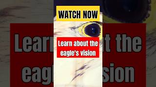 Eagle Vision The Worlds Most Impressive Eyes [upl. by Ssepmet]