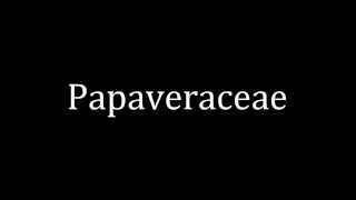 How to pronounce Papaveraceae [upl. by Seftton90]