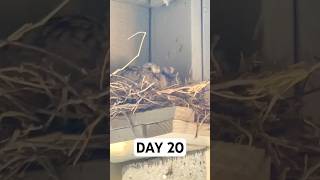 Day 20 Two Baby Pigeons Growing Strong 🐥 Nesting Journey [upl. by Eissolf]