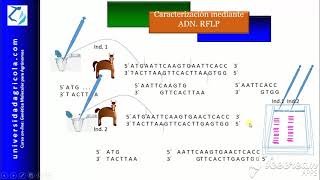 Marcadores moleculares RFLP [upl. by Ybot]
