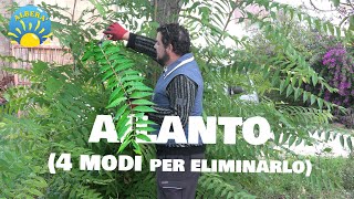 COME ELIMINARE L AILANTO  4 MODI DIVERSI  PIANTA INVASIVA INFESTANTE E PERICOLOSISSIMA [upl. by Averell]