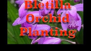 Planting Bletilla striata Hardy Orchid Bulbs [upl. by Urata301]