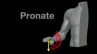 Arm Muscles 21 Pronation and Supination [upl. by Anilet]