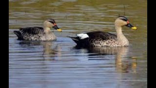 Jolly Indian Spot Billed Ducks in Kukkarahalli Lake Mysore [upl. by Habeh]