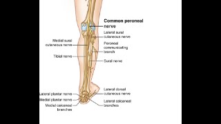 Two Minutes of Anatomy Common Peroneal Nerve [upl. by Gnolb]