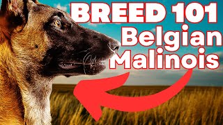 BELGIAN MALINOIS 101 Everything You Need To Know About the Belgian Malinois [upl. by Aurlie420]