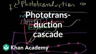 Photoreceptor distribution in the fovea  Processing the Environment  MCAT  Khan Academy [upl. by Macey]