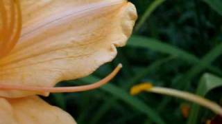 Hybridizing pollinating Daylilies in Your Garden [upl. by Jaquiss]