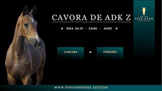 Cavora de ADK Z Cancara  Stakkato 2024 ZANG filly [upl. by Zales]