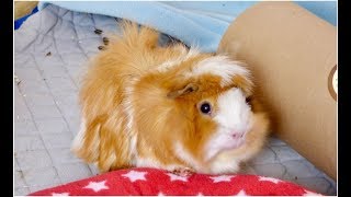 Changing to Fleece Bedding  GuineaDad Fleece Cage Liner Review [upl. by Edwyna]