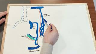 Why Varicocele Embolization and Laparoscopic Surgery are having so much Recurrence [upl. by Battista]