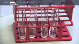 How to perform colony PCR [upl. by Adnohsak377]