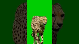 Cheetah Green Screen Free Download Footage No Copyright Real Life [upl. by Ahcropal458]