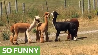 Terrified alpaca runs screaming for safety near herd dogs [upl. by Jeaz]