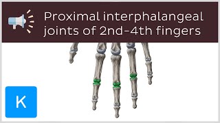 Proximal interphalangeal joints of 2nd4th fingers  Anatomical Terms Pronunciation by Kenhub [upl. by Nomar949]