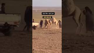 the camel fighting 🤠🤠🤠vairalvideo اكسبلور duet [upl. by Atikihc696]