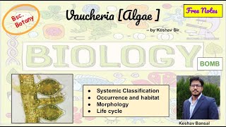 Vaucheria  Morphology and Life cycle  Reproduction  Bsc  Free PDF notes  by Viologia EXtrema [upl. by Farand492]