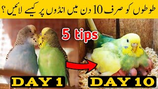 Austalian parrots breeding tips in urdu  Budgies Breeding progress  Breeding Tips for budgies [upl. by Finnigan]