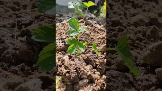 Its time to plant strawberry plants strawberry garden plantslover relaxingsounds shorts [upl. by Codd386]