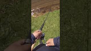 Brown Trout SMASHES Spinner [upl. by Eibba]